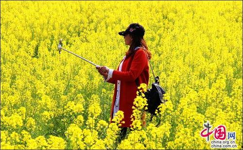油菜花香在线观看,在线赏花之旅，感受田园诗意